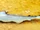 Pondicherry Shark