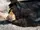 Sun Bear
