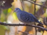 Blue Ground Dove