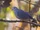 Blue Ground Dove