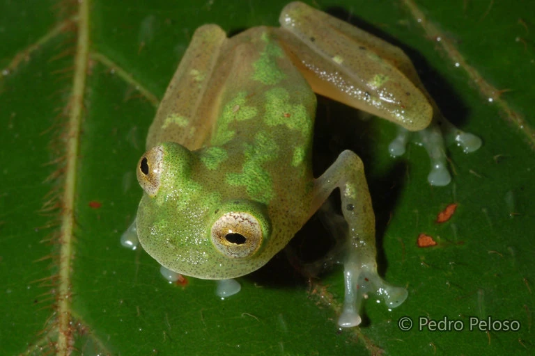 Yuruani Glass Frog Animal Database Fandom