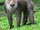 Northern Pig-tailed Macaque