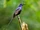 Narrow-tailed Starling