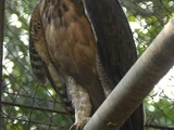 Philippine Hawk-eagle