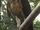 Philippine Hawk-eagle