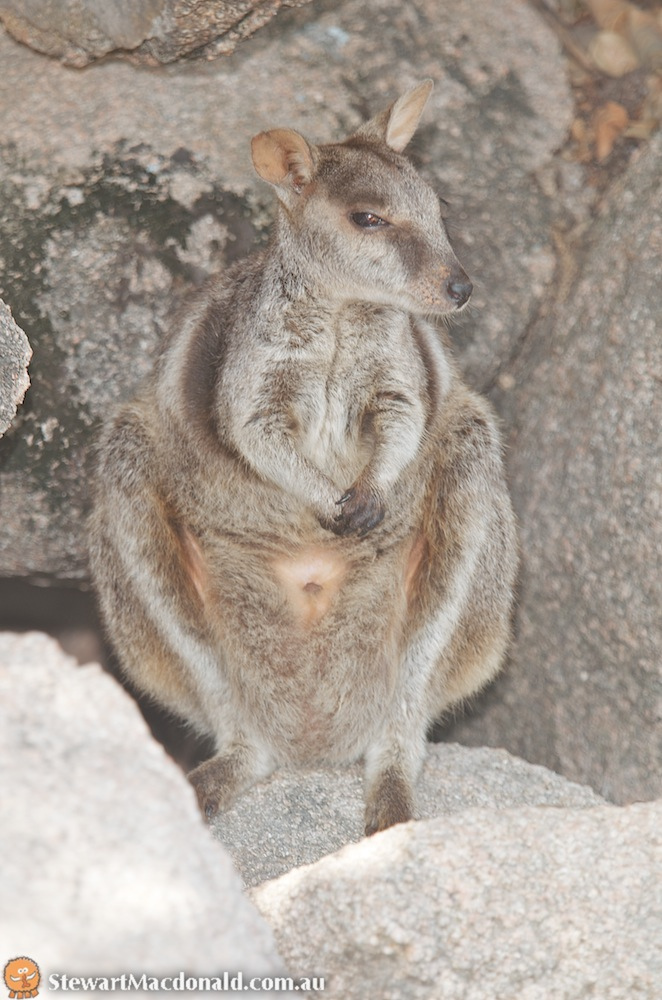 Black-flanked Rock Wallaby, NatureRules1 Wiki