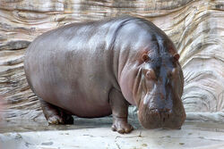 pix Hippopotamus Gorgops Vs Elephant hippopotamus animal database fandom