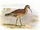 Eskimo Curlew