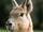 Patagonian Mara
