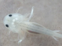 Mid-Axolotl