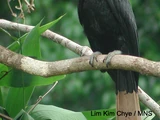 Wrinkled Hornbill