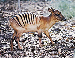 Zebra-duiker