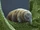Tardigrade