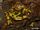 Atelopus pachydermus