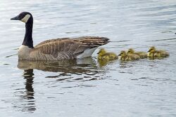 Canada goose vs gorilla deals