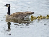 Canada Goose