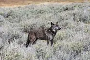 Grey Wolf25.webp (263 KB)