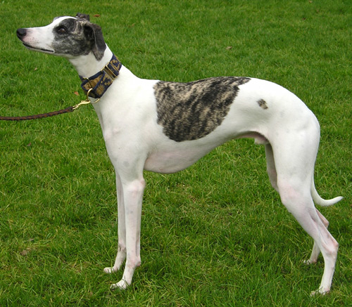 Lure machine (lurchers-greyhounds-whippets)  Dog lure coursing, Lure  coursing, Dog exercise