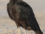 Black Vulture