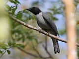 Madagascan Cuckooshrike