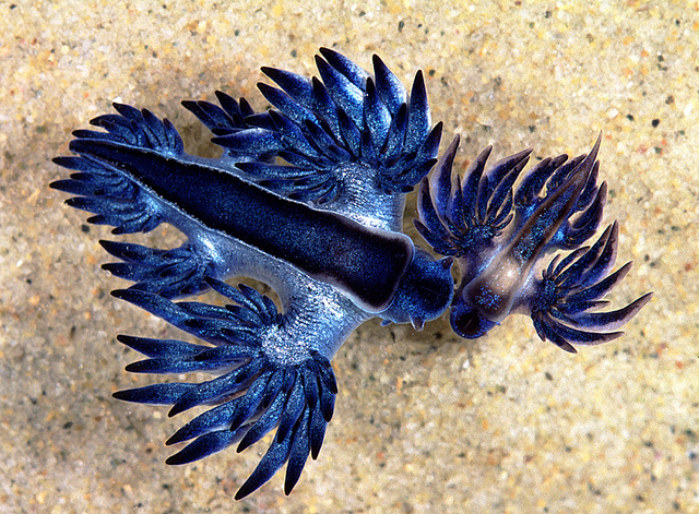 glaucus marginatus