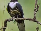 Black Baza