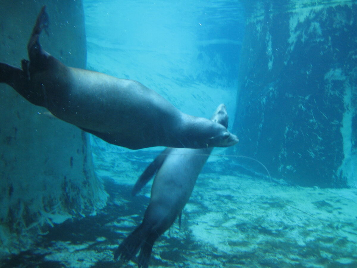 Pinniped Passion: The Sea Lions & Seals of La Jolla - The Sofia Hotel