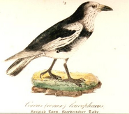 Illustration of the Pied Raven in the 1850s