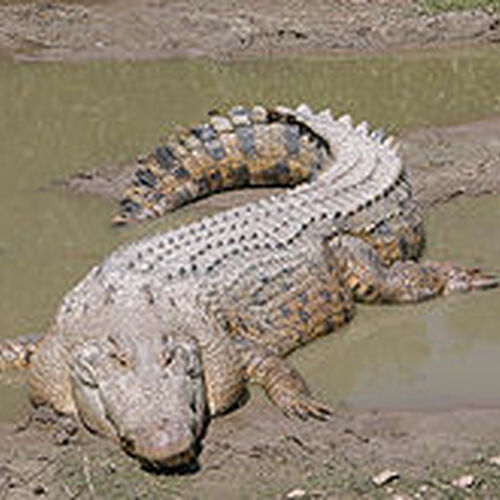 Saltwater Crocodile | Animal Database | Fandom