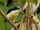 Orange-fronted Barbet