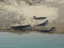 1024px-Gharial in Karnali