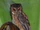 Mentawai Scops Owl