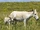Persian Onager