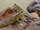 Atlantic Mudskipper