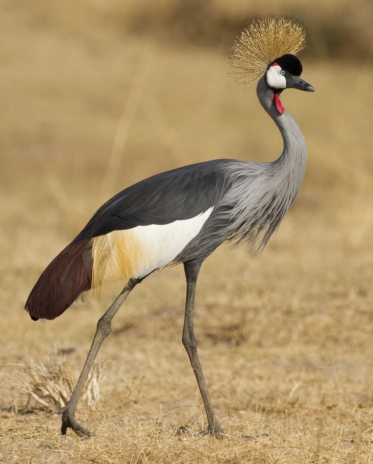 Grey Crowned Crane Animal Database Fandom