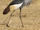 Grey Crowned Crane