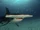 Great Hammerhead