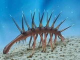 Hallucigenia