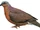Tawitawi Brown Dove