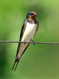 Barn Swallow (Hirundo rustica)