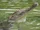 Freshwater Crocodile