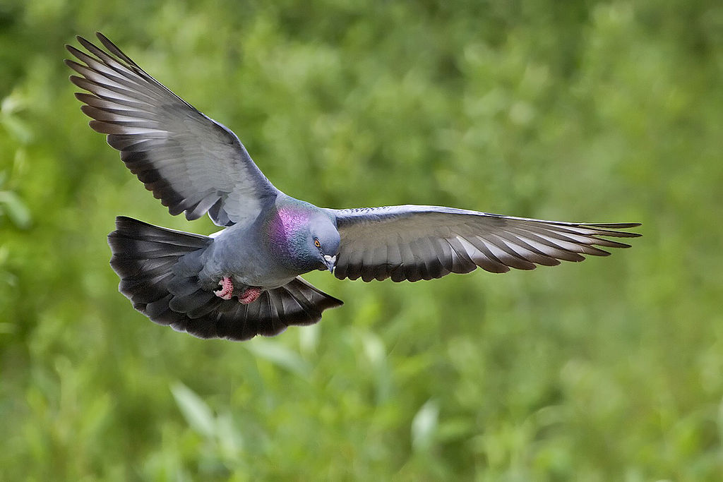 pigeon latin pipio -onis - LAROUSSE