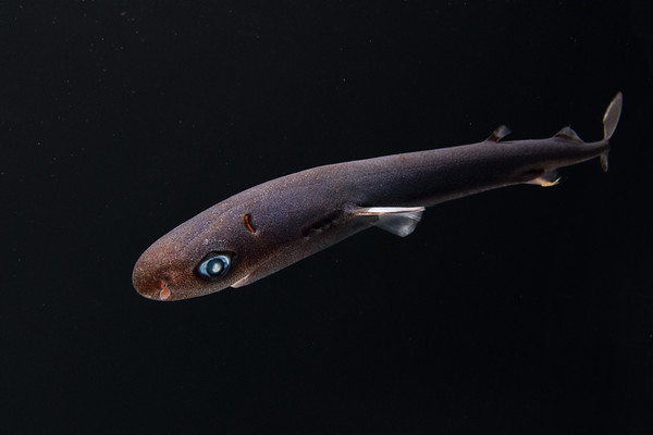 pygmy shark