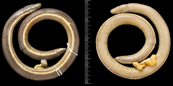 Ichthyophis multicolor Animal Database Fandom