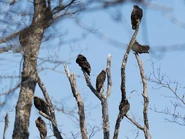 60317191-720px.jpg (56 KB) Flock of adults (Northern)