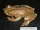 Variegated Tree Frog