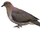 Mindanao Brown Dove
