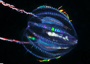 CombJelly-1