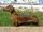 Dachshund