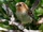 Kauaʻi ʻElepaio